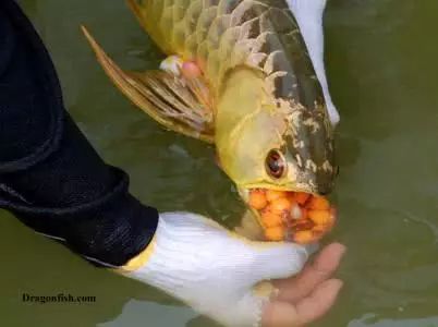 龍魚孵卵：龍魚的孵卵過程 龍魚百科