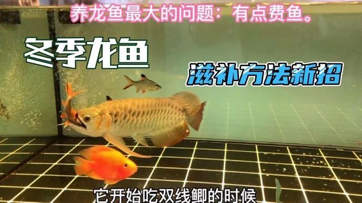 龍魚多少錢一天養(yǎng)一條：養(yǎng)一條龍魚多少錢一天養(yǎng)一條