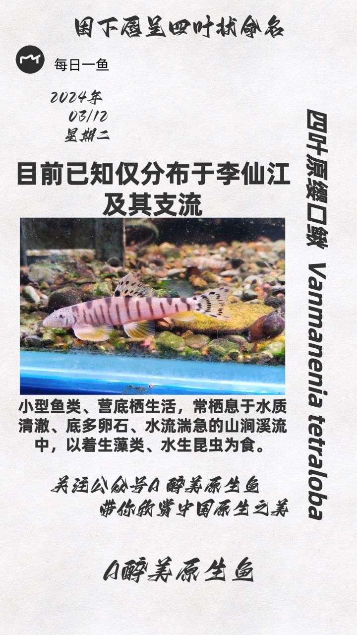 四葉原纓口鰍：分布在李仙江 觀賞魚論壇