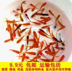 紅龍魚(yú)魚(yú)苗吃什么飼料好：紅龍魚(yú)魚(yú)苗吃什么飼料好呢