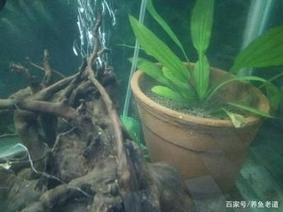 打掃魚缸的魚：助清理魚缸的魚類 魚缸百科 第1張