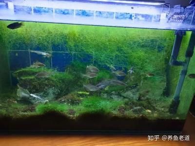 除魚(yú)缸青苔的魚(yú)有哪些：清除魚(yú)缸青苔的方法 魚(yú)缸百科 第1張