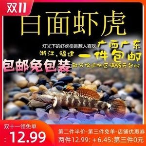 白面蝦虎魚是冷水魚嗎：白面蝦虎魚是冷水魚的一種 虎魚百科 第2張