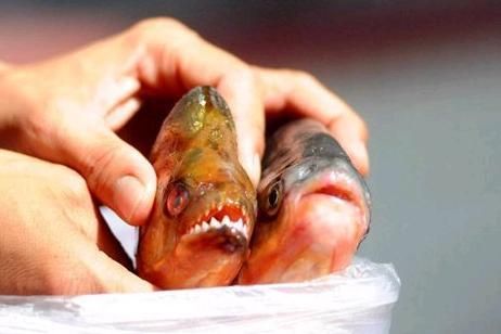 6厘米小虎魚喂什么飼料好：6厘米小虎魚喂什么飼料好6厘米小虎魚喂什么飼料好