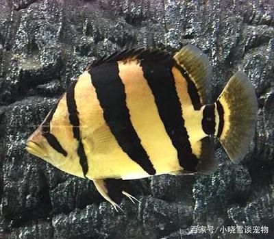 虎魚越養(yǎng)越黑怎么辦：虎魚為什么越養(yǎng)越黑 虎魚百科 第1張