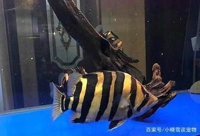 虎魚越養(yǎng)越黑怎么辦：虎魚為什么越養(yǎng)越黑 虎魚百科 第2張