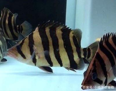 虎魚越養(yǎng)越黑怎么辦：虎魚為什么越養(yǎng)越黑 虎魚百科 第3張