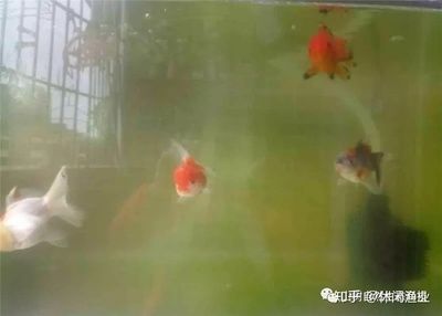 不給魚缸加氧氣,魚為什么會游到水面上：魚為什么會在下雨天跳出水面