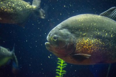 虎魚是深海魚嗎？：虎魚是深海魚嗎虎魚是深海魚嗎 虎魚百科 第1張