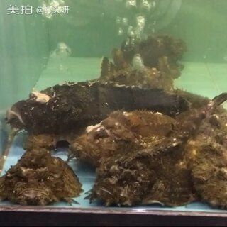 虎魚是深海魚嗎？：虎魚是深海魚嗎虎魚是深海魚嗎 虎魚百科 第3張