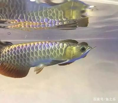 龍虎魟還能加什么魚：龍虎魟混養(yǎng)時(shí)需要考慮到魚的品種、習(xí)性和習(xí)性和對(duì)水質(zhì)的要求