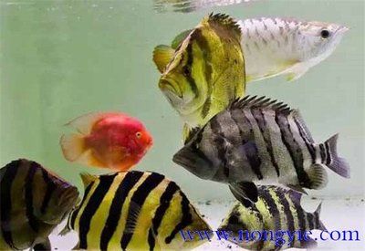 虎魚(yú)和什么混養(yǎng)：與虎魚(yú)混養(yǎng)的魚(yú)類(lèi)種類(lèi)及其注意事項(xiàng) 虎魚(yú)百科 第2張