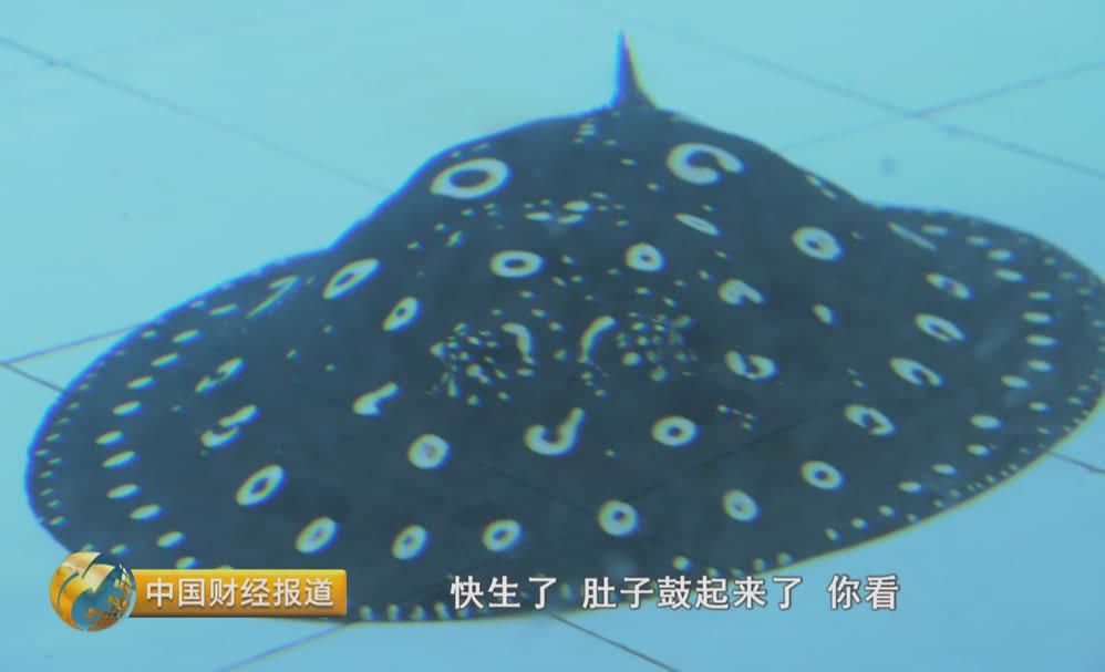 魟魚生小魚視頻：魟魚生小魚的視頻