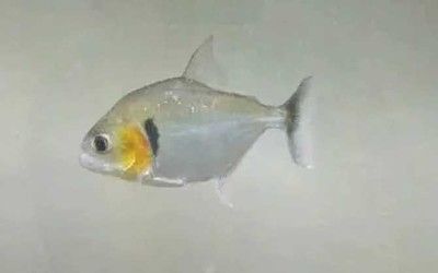 虎魚(yú)多久喂一次食物合適：虎魚(yú)多久喂一次食物比較合適