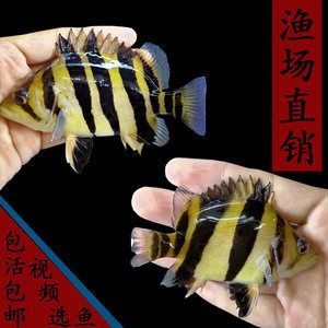 印尼虎魚干蝦可以喂嗎：關(guān)于印尼虎魚喂食干蝦的一些信息 虎魚百科 第2張