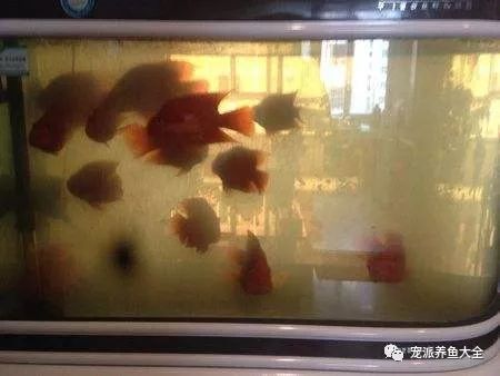 沉木放在魚缸里水發(fā)黃怎么辦視頻：如何解決魚缸沉木黃水的問題 魚缸百科 第2張