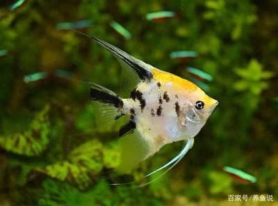 龍魚只吃飼料不吃蝦肉可以嗎：龍魚只吃飼料不吃蝦肉可以嗎龍魚只吃飼料不吃蝦肉可以嗎 龍魚百科 第1張