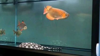 紅龍魚不愛游動怎么辦：紅龍魚不愛游動怎么辦紅龍魚不愛游動可能有多種原因