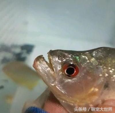 虎魚叫什么魚名字：虎魚叫什么名字 虎魚百科 第1張