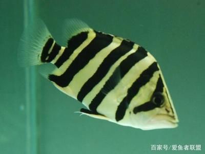 各種虎魚的區(qū)別是什么：泰國虎魚和印尼虎魚是市場上常見的兩種虎魚，它們的區(qū)別是什么