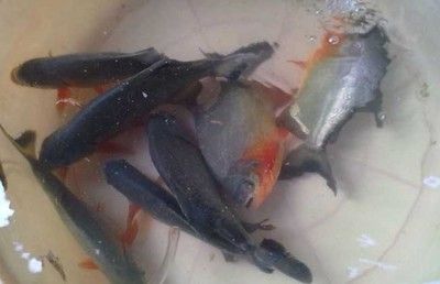 虎魚吃魚干嗎：虎魚喜歡吃魚干嗎？ 虎魚百科 第3張