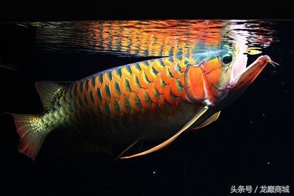 龍魚(yú)野外吃什么：龍魚(yú)在野外非常喜歡捕食小魚(yú)、小蝦、青蛙、昆蟲(chóng)等多種食物 龍魚(yú)百科 第1張