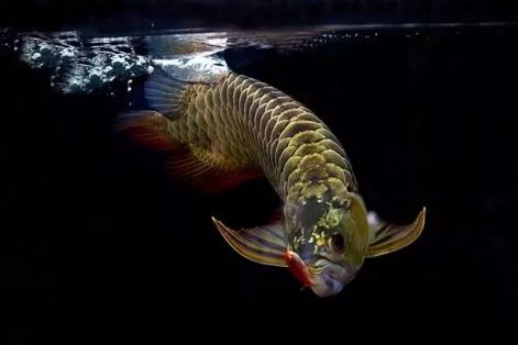 龍魚(yú)野外吃什么：龍魚(yú)在野外非常喜歡捕食小魚(yú)、小蝦、青蛙、昆蟲(chóng)等多種食物 龍魚(yú)百科 第2張