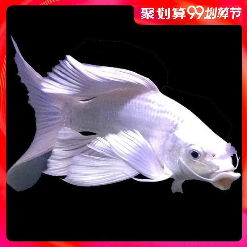 臺灣蝴蝶鯉可以和龍魚魟魚混養(yǎng)嗎 魟魚百科 第2張