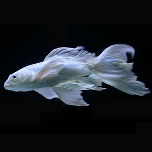 臺灣蝴蝶鯉可以和龍魚魟魚混養(yǎng)嗎 魟魚百科 第1張