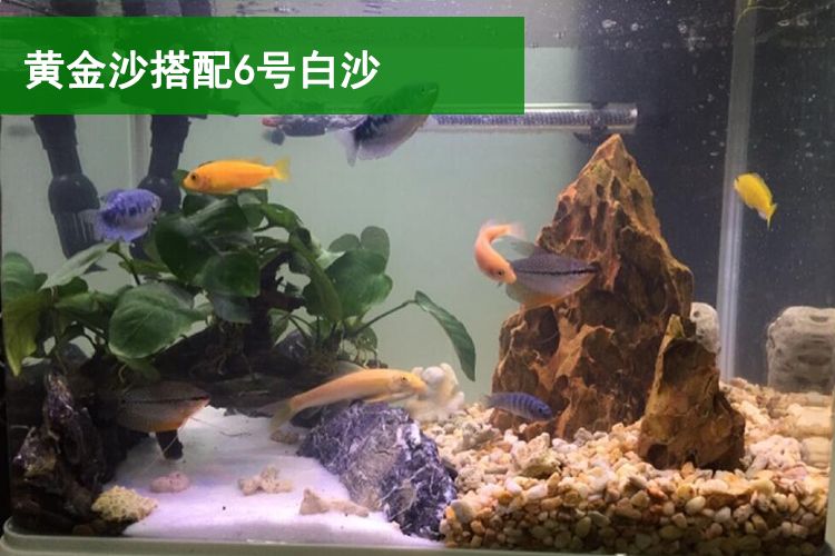 白沙底魚缸 魚缸百科 第1張