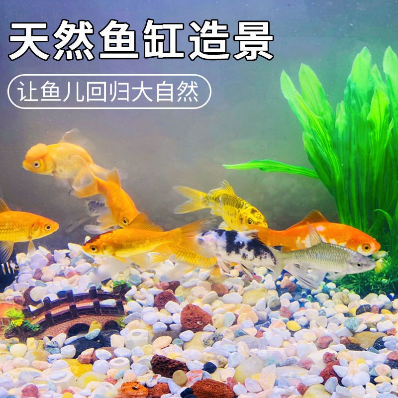 白沙底魚缸 魚缸百科 第3張