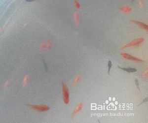 魟魚產(chǎn)前征兆：魟魚產(chǎn)前征兆主要有以下幾個(gè)方面母魟魚的產(chǎn)前征兆 魟魚百科 第3張