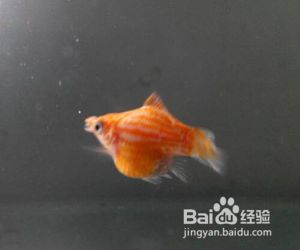 魟魚產(chǎn)前征兆：魟魚產(chǎn)前征兆主要有以下幾個(gè)方面母魟魚的產(chǎn)前征兆 魟魚百科 第2張