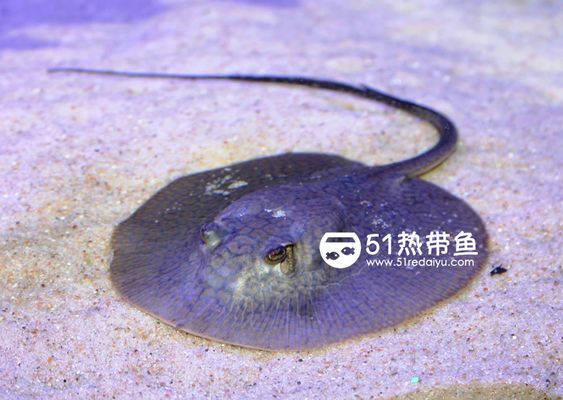 魟魚產(chǎn)前征兆：魟魚產(chǎn)前征兆主要有以下幾個(gè)方面母魟魚的產(chǎn)前征兆 魟魚百科 第1張