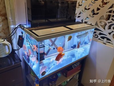 不用加熱的小型魚缸：中國(guó)野生小型觀賞魚的養(yǎng)殖技巧在中國(guó)野生小型觀賞魚的養(yǎng)殖技巧