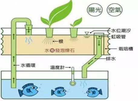 不用電的魚缸水循環(huán)怎么做視頻：不用電的魚缸水循環(huán)