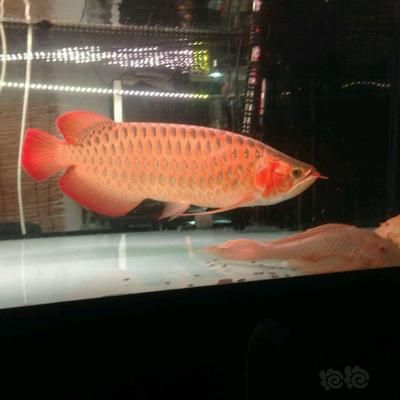 龍魚(yú) 紅燈白燈的區(qū)別：龍魚(yú)燈光的選擇