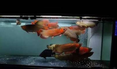 龍魚(yú) 紅燈白燈的區(qū)別：龍魚(yú)燈光的選擇