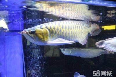 魟魚怕燈嗎：[需手動(dòng)填充]魚害怕燈光嗎？ 魟魚百科 第2張