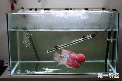 不用加溫的小型熱帶魚缸怎么養(yǎng)：如何養(yǎng)熱帶魚 魚缸百科 第2張