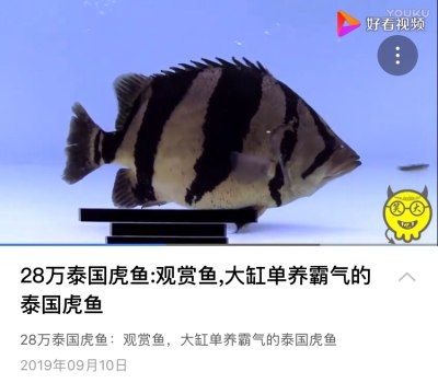 虎魚單養(yǎng)一條還是兩條：虎魚單養(yǎng)一條還是兩條， 虎魚百科 第1張