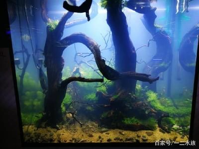 不用草缸還可以怎么給魚缸造景：不用水草泥和化妝沙進行魚缸造景的方法 魚缸百科 第3張