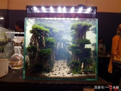 不用草缸還可以怎么給魚缸造景：不用水草泥和化妝沙進行魚缸造景的方法 魚缸百科 第4張