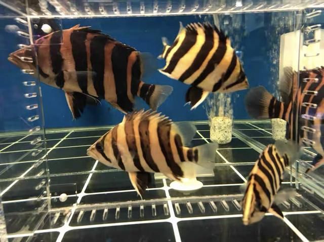 印尼虎魚(yú)要多大的魚(yú)缸：印尼虎魚(yú)的魚(yú)缸尺寸是多大？ 虎魚(yú)百科 第3張