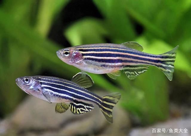 斑馬魚和曼龍魚：斑馬魚和曼龍魚的區(qū)別