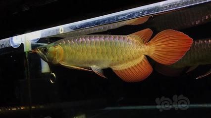 短身龍魚好嗎：短身龍魚價(jià)格昂貴，但價(jià)格昂貴的一個(gè)體現(xiàn)，養(yǎng)好短身龍魚并非易事 龍魚百科 第1張