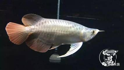 短身龍魚好嗎：短身龍魚價(jià)格昂貴，但價(jià)格昂貴的一個(gè)體現(xiàn)，養(yǎng)好短身龍魚并非易事 龍魚百科 第2張