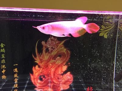 龍魚停在水面不動了怎么辦：龍魚停在水面不動了怎么辦， 龍魚百科 第3張