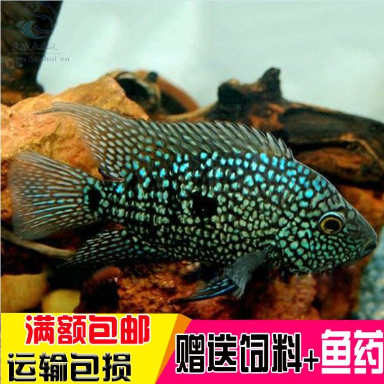 觀賞龍魚品牌：知名觀賞龍魚品牌 龍魚百科 第2張