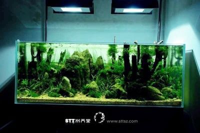 150的魚缸造景 魚缸百科 第3張